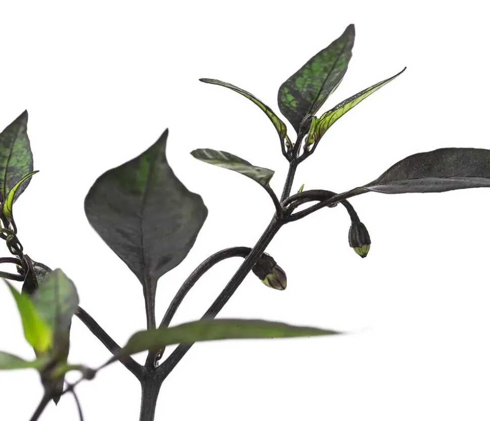 Peperoni 'Piri Piri'