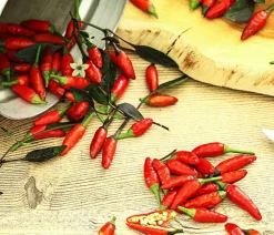 Peperoni 'Piri Piri'