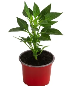 Peperoni 'Vulkano'