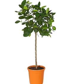 Persische Limette 'Lima Verde'