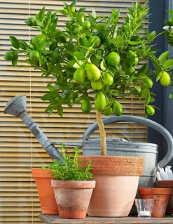Persische Limette 'Lima Verde'