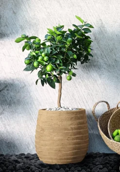 Persische Limette 'Lima Verde'