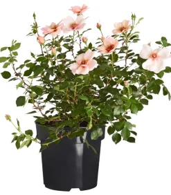 Persische Rosen, verschiedene Farben