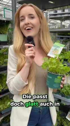 Petersilie, glatt