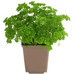 Petersilie 'Mooskrause'