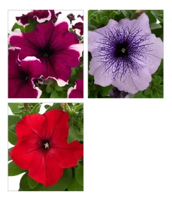 Petunie, aufrecht, verschiedene Farben