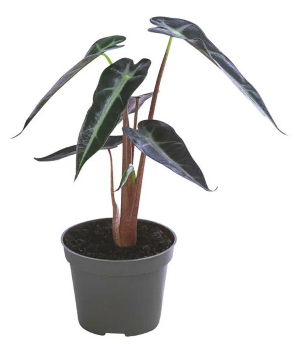 Pfeilblatt - Alocasia amazonica 'Polly'