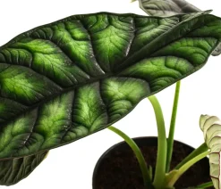 Pfeilblatt - Alocasia baginda 'Dragon Scale'