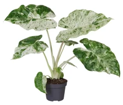 Pfeilblatt - Alocasia macrorrhiza 'Splash'