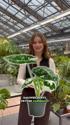 Pfeilblatt - Alocasia micholitziana 'Frydek' variegata, panaschiert