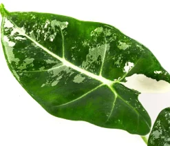Pfeilblatt - Alocasia micholitziana 'Frydek' variegata, panaschiert