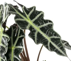 Pfeilblatt - Alocasia amazonica 'Polly'