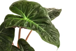 Pfeilblatt - Alocasia baginda 'Pink Dragon'