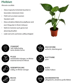 Pfeilblatt - Alocasia cucullata