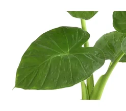 Pfeilblatt - Alocasia cucullata
