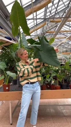 Pfeilblatt - Alocasia cucullata