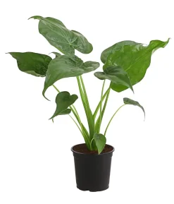 Pfeilblatt - Alocasia cucullata