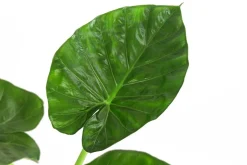 Pfeilblatt - Alocasia macrorrhiza