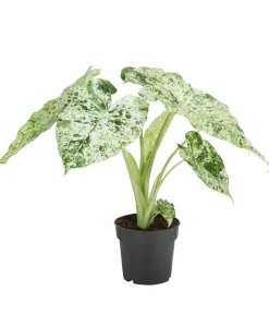 Pfeilblatt - Alocasia macrorrhiza 'Splash'