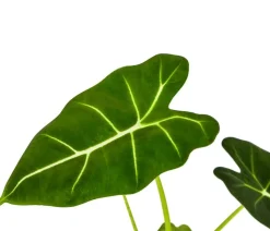 Pfeilblatt - Alocasia micholitziana 'Frydek'