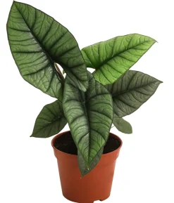 Pfeilblatt - Alocasia 'Platinum'