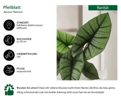 Pfeilblatt - Alocasia 'Platinum'