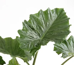 Pfeilblatt - Alocasia portodora