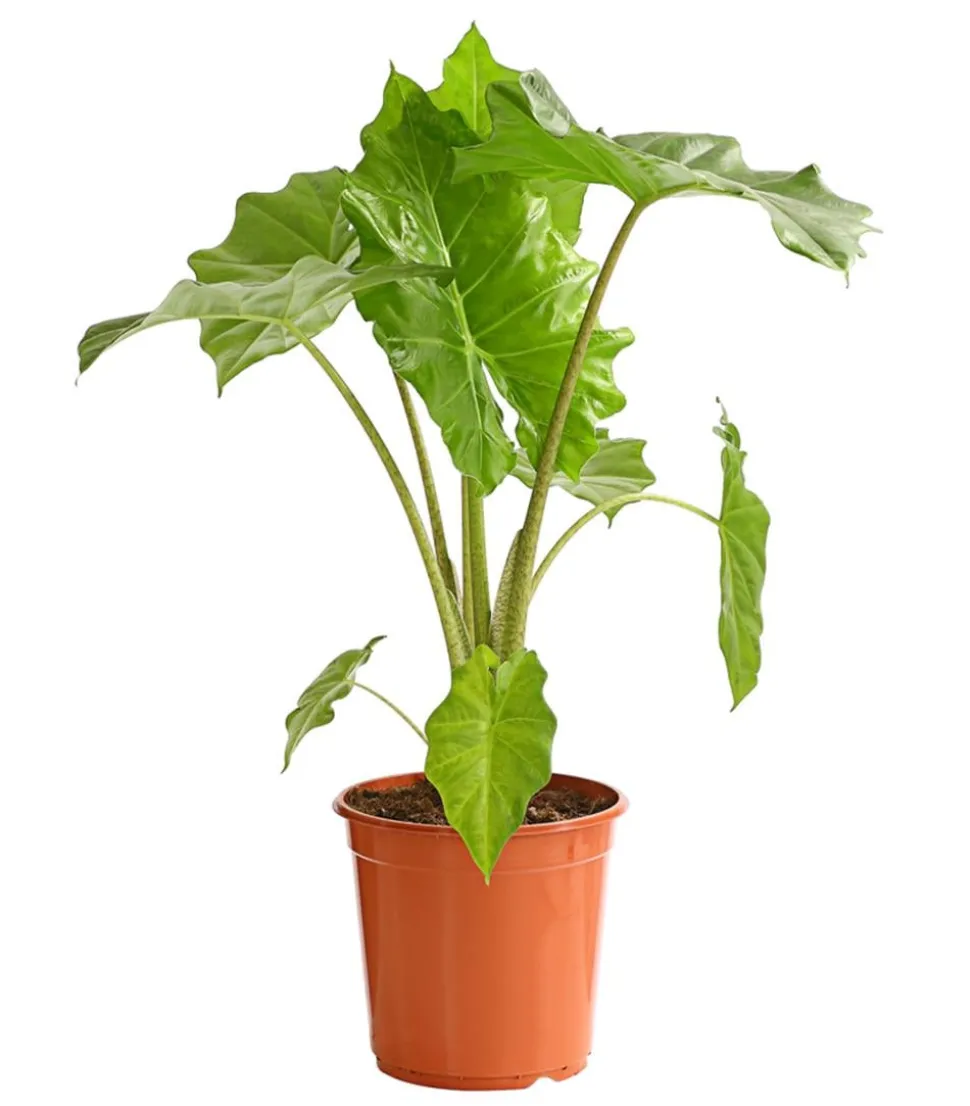 Pfeilblatt - Alocasia portodora