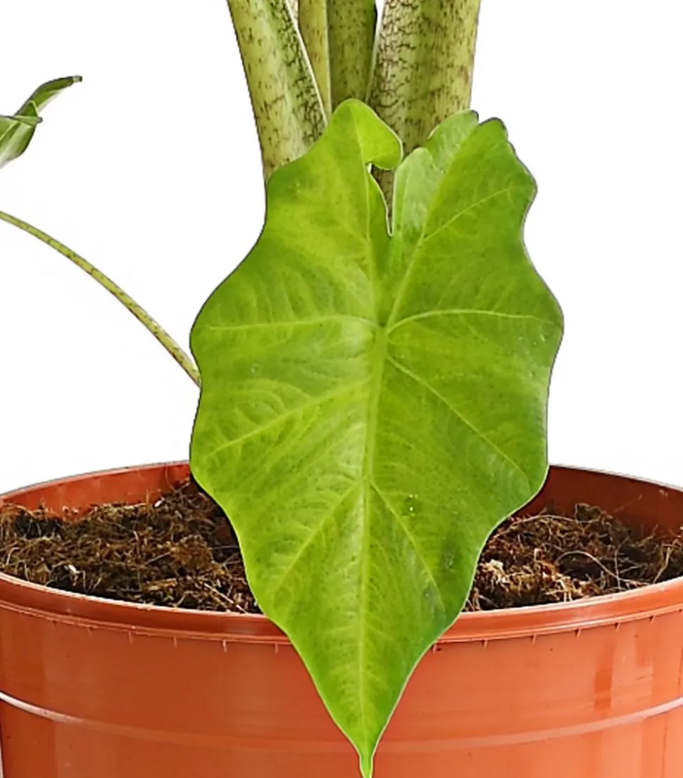 Pfeilblatt - Alocasia portodora