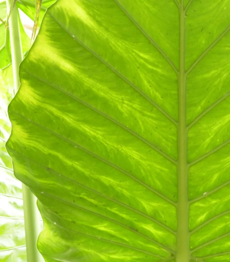 Pfeilblatt - Alocasia portodora