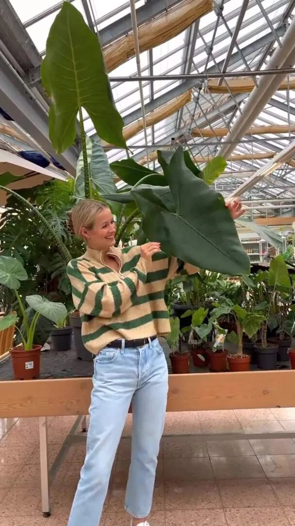 Pfeilblatt - Alocasia reginula 'Black Velvet'