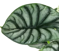 Pfeilblatt - Alocasia 'Silver Dragon'