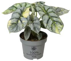 Pfeilblatt - Alocasia 'Silver Dragon' variegata