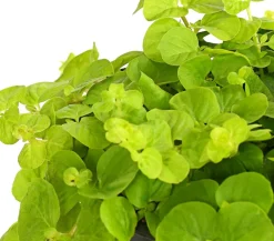 Pfennigkraut 'Goldilocks'