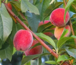 Pfirsich 'Roter Weinbergpfirsich'