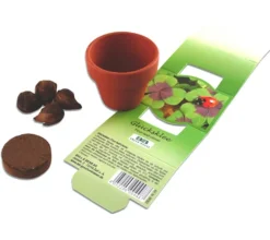 Pflanzset Glücksklee