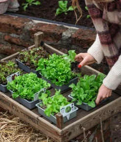 Pflücksalat 'Lollo Bionda', lausresistent, 12er Schale