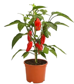 Pick-a-Pep® Snackpaprika mit Früchten