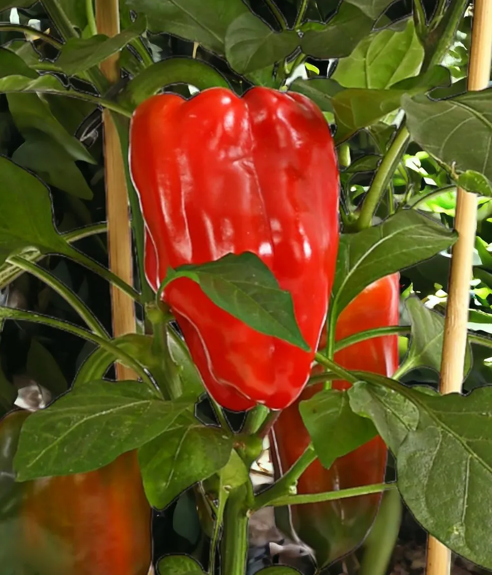 Pick-a-Pep® Paprika, rot
