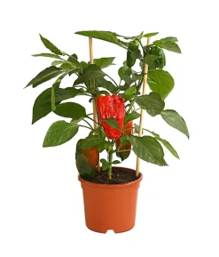 Pick-a-Pep® Paprika, rot