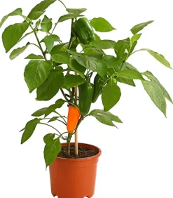 Pick-a-Pep® Snackpaprika mit Früchten