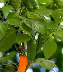 Pick-a-Pep® Snackpaprika mit Früchten