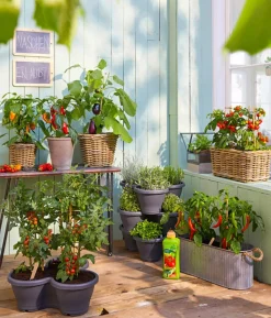 Pick-a-Tom® Cocktailtomate 'Candy' mit Früchten