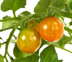 Pick-a-Tom® Cocktailtomate 'Candy' mit Früchten