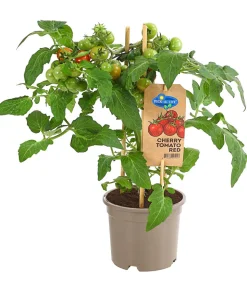 Pick-a-Tom® Cocktailtomate mit Früchten, rot