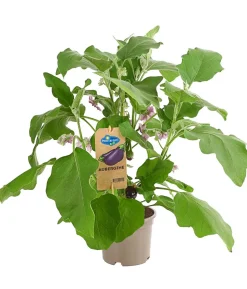 Pick-&-Joy® Aubergine mit Früchten
