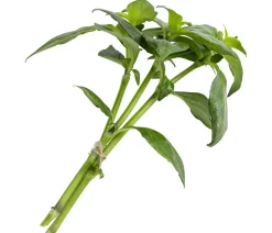 Pilzkraut