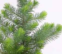 Pinie 'Silver Crest'