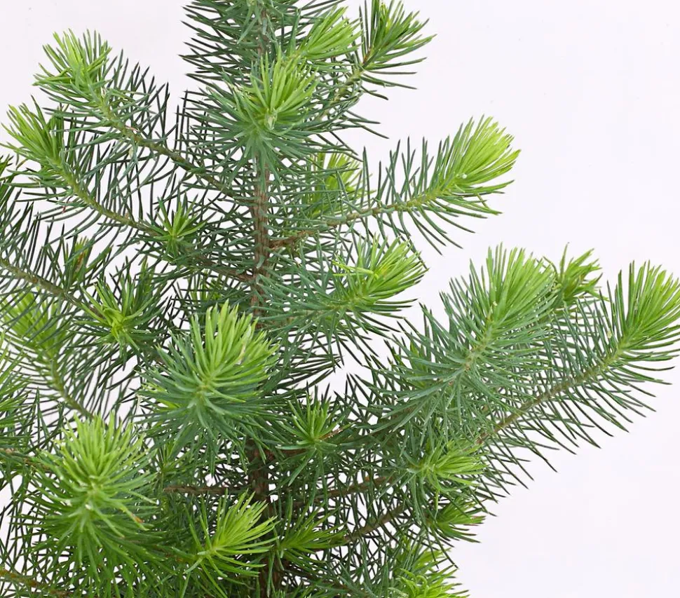 Pinie 'Silver Crest'