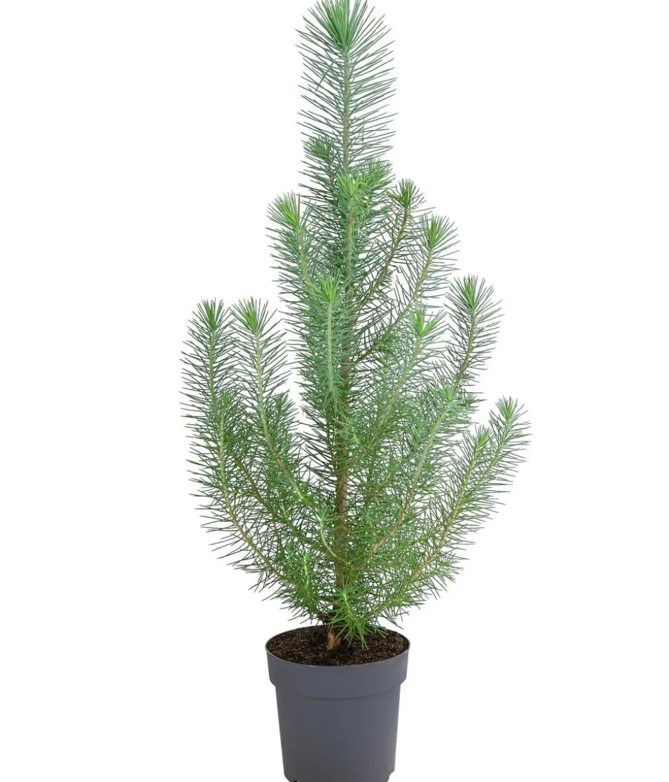 Pinie 'Silver Crest'